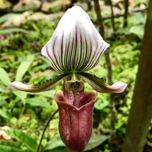 penang-hill-biosphere-reserve-009